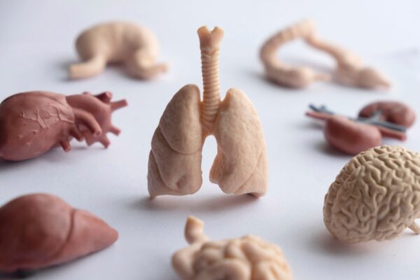 五臓六腑がスッと頭に入る覚え方|薬膳初心者でも混ざらない基本整理ガイド | 薬膳
