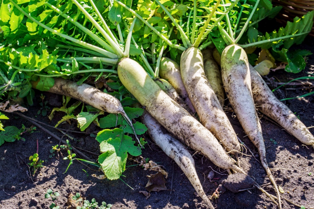 薬膳で見る大根の消化促進活用法｜胃もたれ・食べ過ぎに効かせる使い分けと体質別ポイント