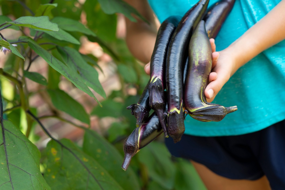 薬膳 ナス 余分な熱の冷まし方｜冷やしすぎない体質別活用法と簡単レシピ